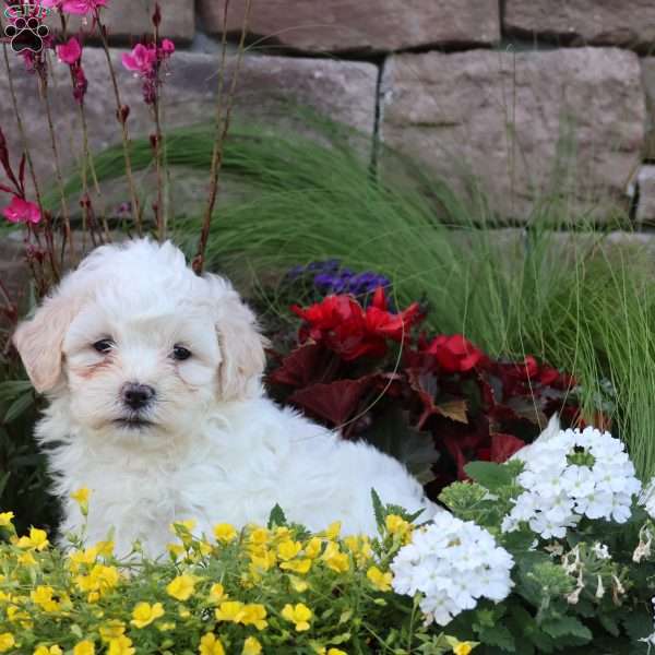 Tanisha, Teddy Bear Puppy